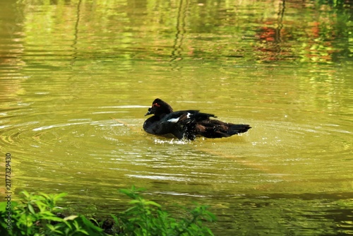 A domestic Muscovy duck (Cairina moschata) with black plumage and distinctive white wing patches swims and creates ripples in a sunlit, greenish pond in Trinidad.