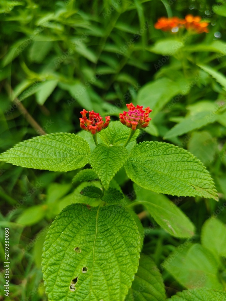 Fototapeta premium raspberry on a bush