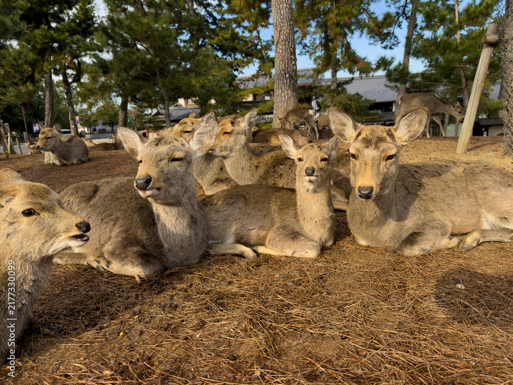 Fototapeta premium Nara sika deer resting peacefully in Japan park