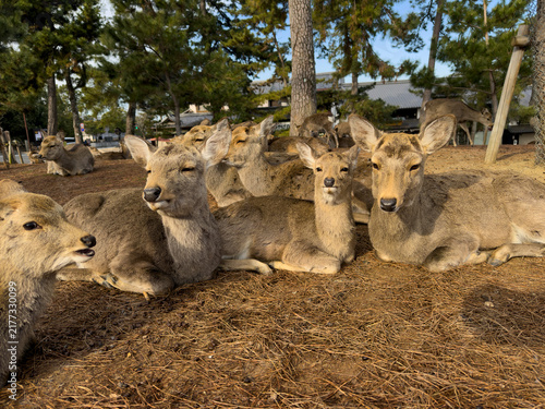 Quadro su tela Nara sika deer resting peacefully in Japan park