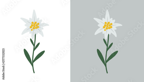 Two side-by-side illustrations of a delicate white edelweiss flower shown on white and grey backgrounds.