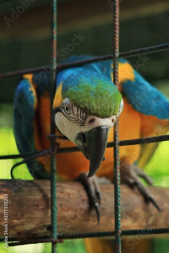 A striking close-up of a vibrant blue-and-yellow macaw, Ara ararauna perched on a wooden branch, curiously peering through the metal wire mesh of its enclosure at a sanctuary in Trinidad