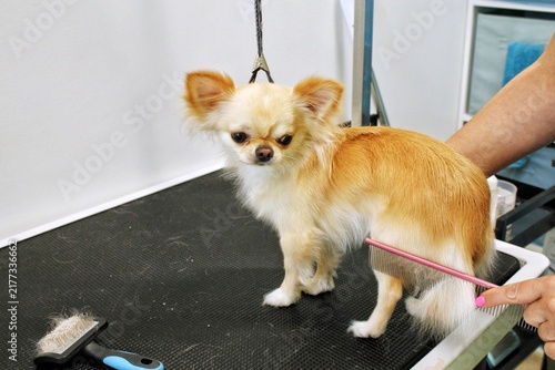 Side view of small long-haired chihuahua dog standing on black grooming table while professional female groomer hands brushing its fur presenting pet hair care beauty salon commercial concept