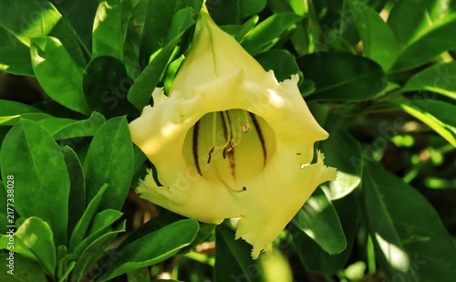  A close-up shot of a vibrant, large yellow chalice vine flower (Solandra grandiflora or Solandra maxima) blooming amidst dense green foliage in the tropical climate of Trinidad.