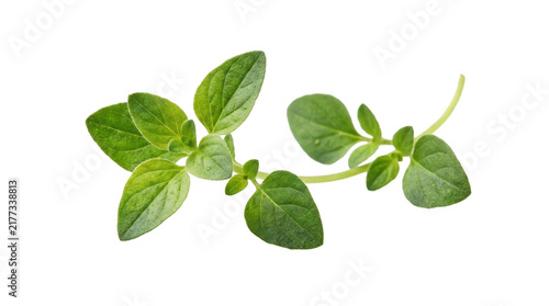 Fresh oregano sprigs with vibrant green leaves, isolated on a clean white background, studio shot with natural lighting for culinary use.
