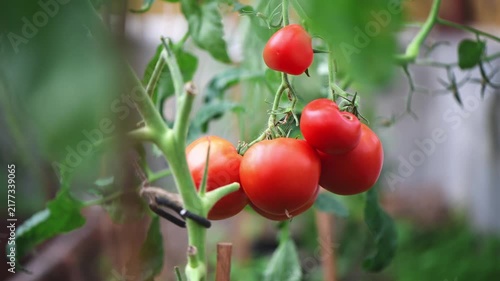Red tomatoes ripen on a vibrant green vine, supported by stakes and string in a cultivated garden environment, symbolizing fresh harvest and sustainable agriculture