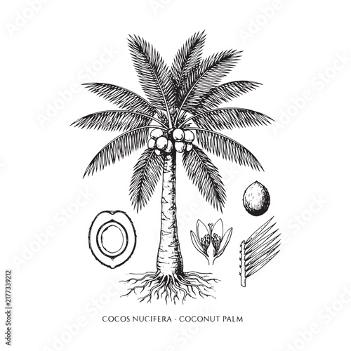 Coconut palm botanical illustration with detailed leaves and fruit on white background