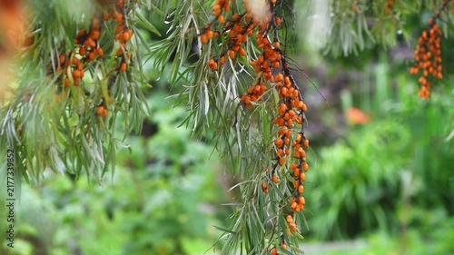 Sea buckthorn branches are abundantly laden with vibrant orange berries and slender green leaves, representing natural harvest and healthy nutrition in a garden setting