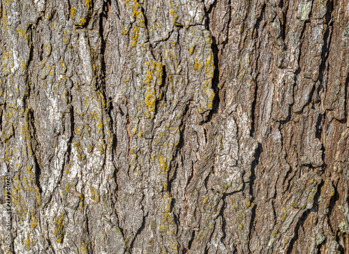 Fototapeta kuchenna tree bark texture