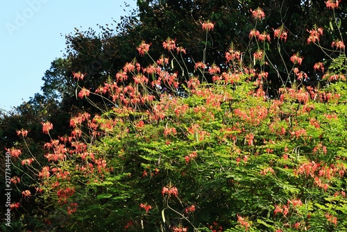 A vibrant Pride of Barbados shrub (Caesalpinia pulcherrima) also called Peacock Flower or Dwarf Poinciana displays an abundance of brilliant orange and red blossoms against lush green foliage.