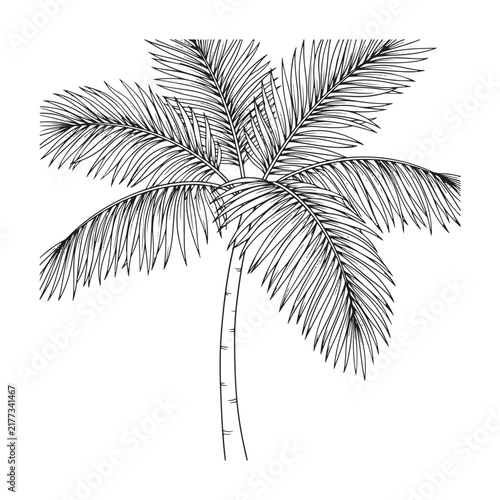 Palm tree illustration with detailed fronds on a white background