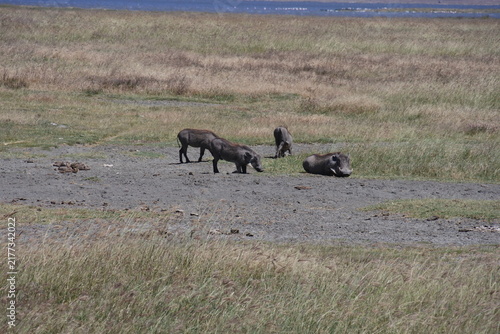 Warzenschweine im Ngorongoro Krater