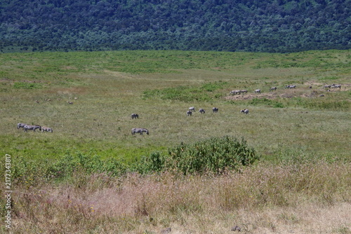 Zebras im Ngorongoro Krater