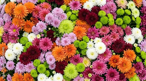 Beautiful colorful chrysanthemum flowers background with orange pink green white and purple petals in a summer garden