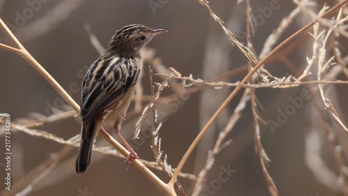Zitting cisticola songbird perching on a dry branch
