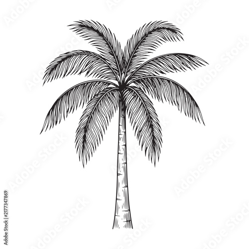 Palm tree illustration features detailed fronds and textured trunk