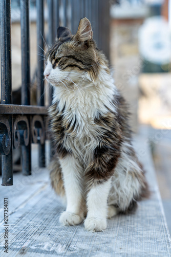 Fluffy longhair cat squinting in profile while sitting by iron fence on city street
