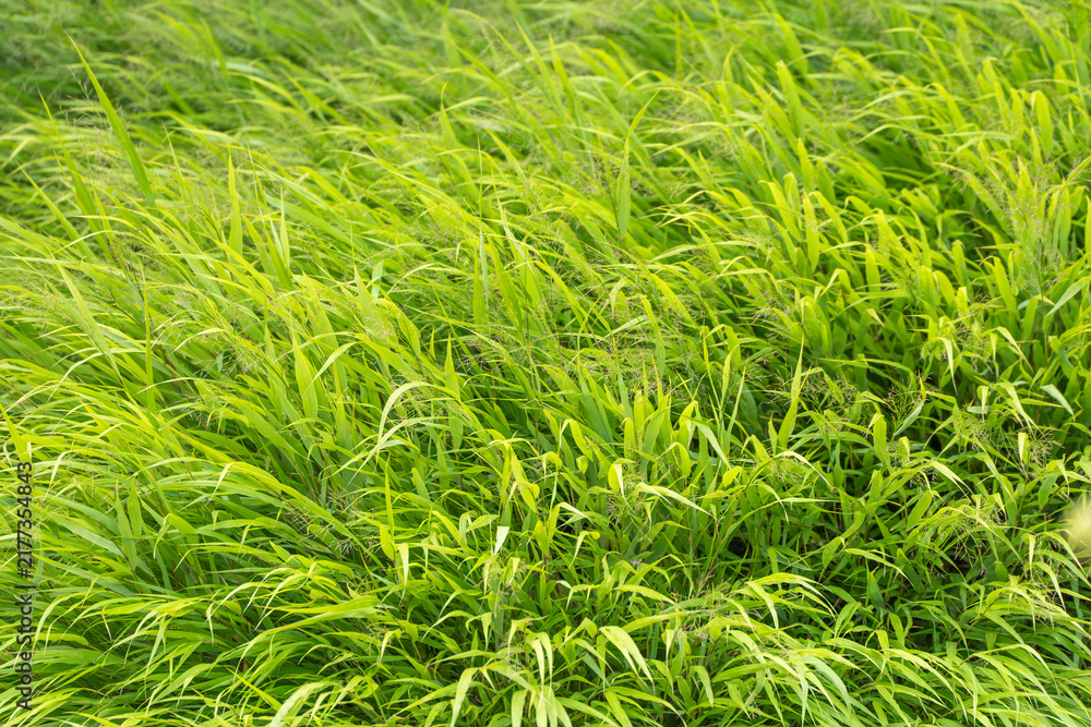 Fototapeta premium Dense reed canary grass sways in a light breeze across a sunlit meadow. Bright green blades create a rippling, textured pattern filling the entire frame.