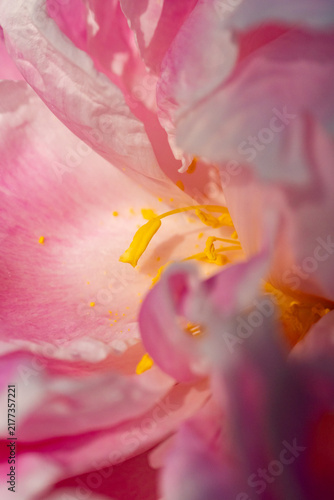 Cuadro en lienzo Macro close-up of pink peony flower petals and yellow stamens