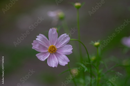 Pale pink cosmos flower blooming in a summer gar