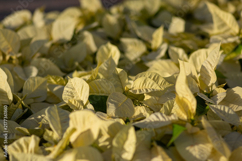 Obraz na płótnie Euphorbia pulcherrima poinsettia flowering plant with white leaves, field of Chr