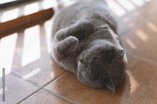 Gray British Shorthair cat sleeping on sunlit terracotta tiles indoors, warm afternoon light