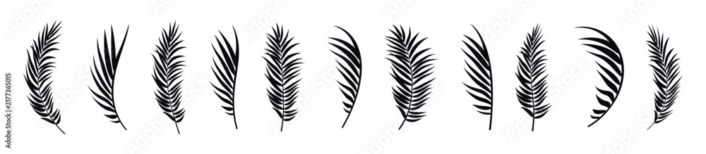 Obraz premium Collection of elegant black palm fronds in various shapes and sizes