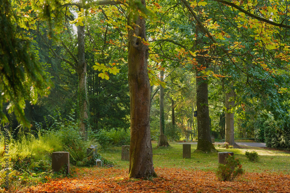 Obraz premium Viele schöne Bäume auf dem Waldfriedhof im fast herbstlichen Farben, leuchtend frohmachend 
