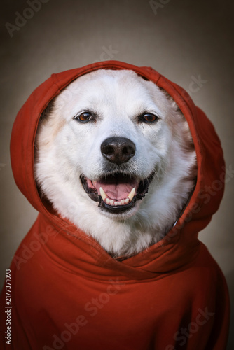 Portrait of a white dog dressed in human clothing, hoody. Costumed studio photo of the pet. Selective focus on a nose