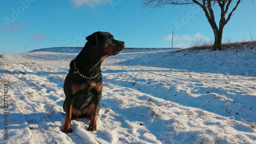 Rottweiler Dog Sitting Patiently in Snowy Field on Sunny Winter Day