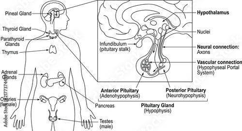 Bild auf Leinwand Human endocrine system diagram with hypothalamus and pituitary gland connection