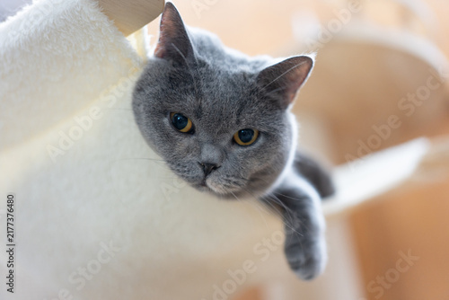 Gray British Shorthair cat resting on a soft beige cat tree indoors, cozy home environment with