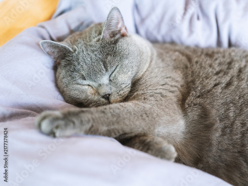 Gray British Shorthair Cat Sleeping Peacefully on Soft Bed in a Cozy Home Interior