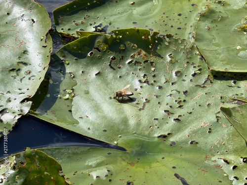 Honey Bee sitting on a European White Water Lily (Nymphaea alba) on a pond.