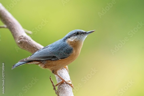 Foto Nuthatch (Sitta europaea) on a branch