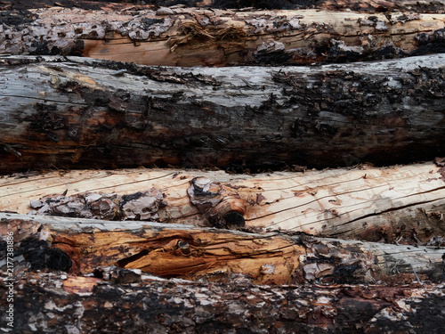 Stored Cut Logs in a Timber Yard