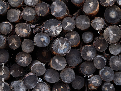 Stored Cut Logs in a Timber Yard