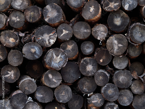 Stored Cut Logs in a Timber Yard
