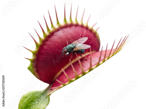 Plakat w ramie Fly trapped inside open venus flytrap carnivorous plant