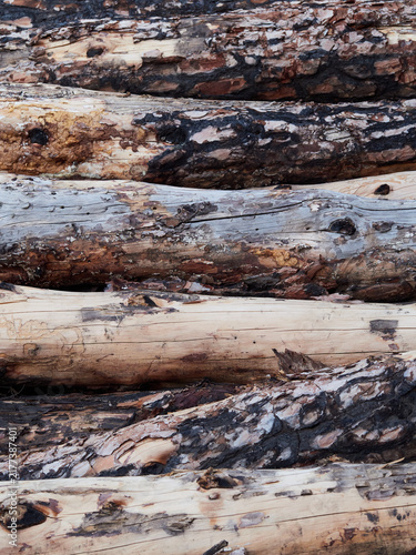 Stored Cut Logs in a Timber Yard