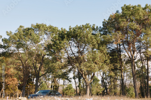 Konstfotografi Car parked beneath tall forest trees in a sunlit landscape, open countryside and