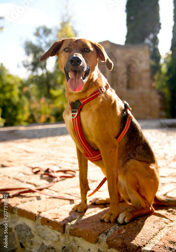 Dog sitting in harness outdoors near historic building