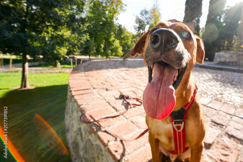 Happy brown dog panting with tongue out