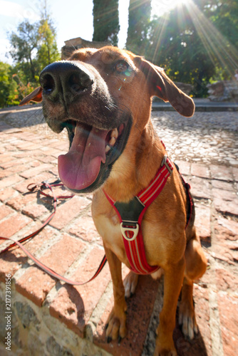 Happy dog panting in sun wearing harness