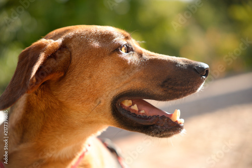 Dog profile looking right enjoying sunlight outdoors