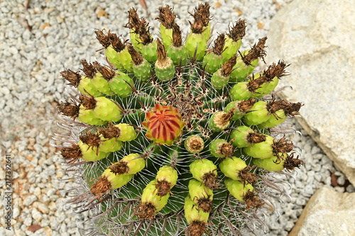 *Pachycereus pecten-aboriginum* is a Mexican cactus species known as 