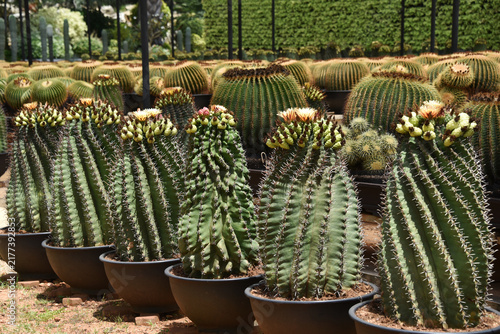 *Pachycereus pecten-aboriginum* is a Mexican cactus species known as 