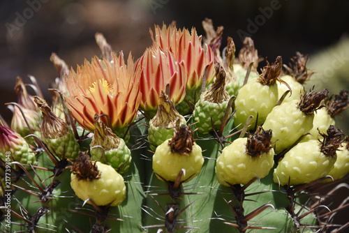 *Pachycereus pecten-aboriginum* is a Mexican cactus species known as 