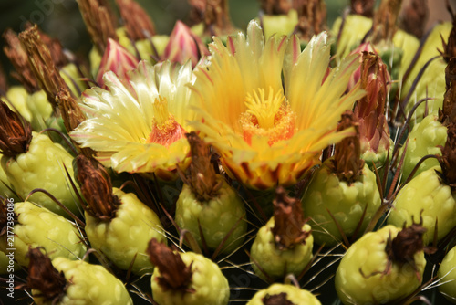 *Pachycereus pecten-aboriginum* is a Mexican cactus species known as 