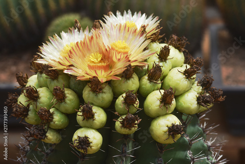 *Pachycereus pecten-aboriginum* is a Mexican cactus species known as 
